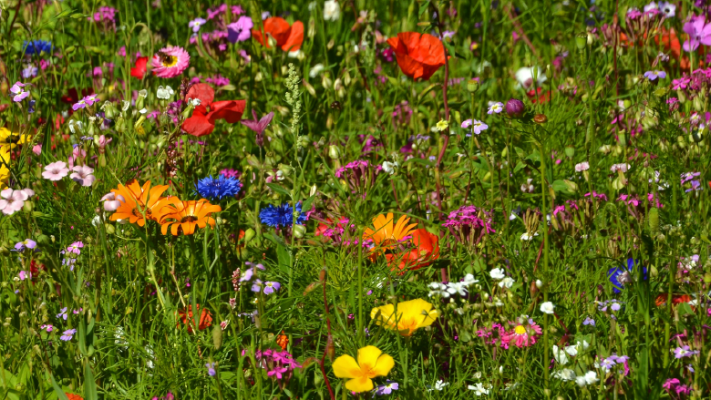 Biodiversität